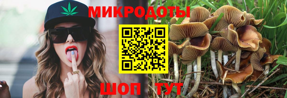 Псилоцибиновые грибы Psilocybe Новоалександровск